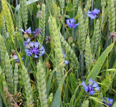 Mavi çiçek (Centaurea siyanus) tarlada çimenlerin arasında açar.