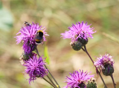 (Centaurea scabiosa) yaz mevsiminde yabani otlar arasında çiçek açar.