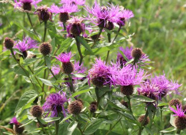 Frigia (Centaurea phrygia) yabani doğada yetişir.