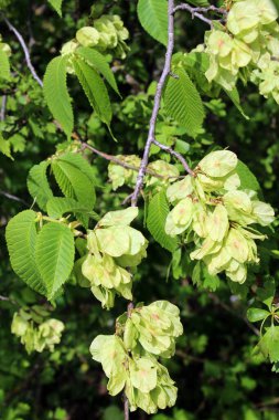 Bahar karaağacı (Ulmus glabra) yapraklı ve çiçekli dal