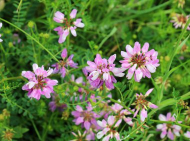 Doğada, Securigera varia yabani otlarda yetişir.