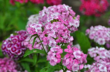 Bahçede çiçeklerin açtığı karanfiller.