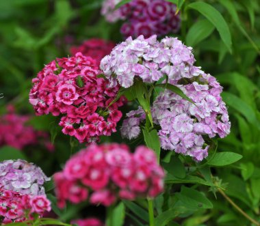 Bahçede çiçeklerin açtığı karanfiller.