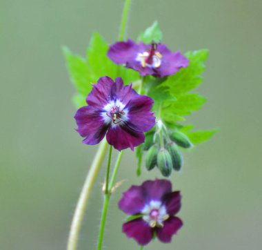 Vahşi doğada, bahar ormanlarında, sardunya fatihi çiçek açar.