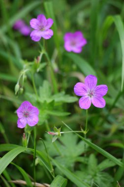 Bataklık sardunyası (Geranium sarayı) vahşi doğada yetişir.