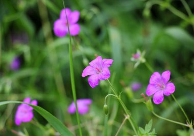 Bataklık sardunyası (Geranium sarayı) vahşi doğada yetişir.