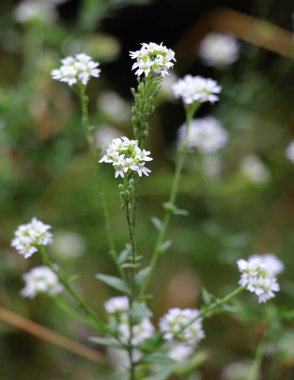 Berteroa incana yabani doğada yetişen bir ot gibi