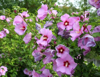 Yazın, doğada amber çiçeği açar.