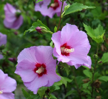 Yazın, doğada amber çiçeği açar.