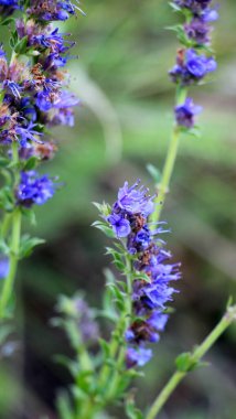 Yazın, hissopus officinalis vahşi doğada yetişir.
