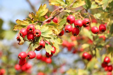 Alıç olgun kırmızı meyve ile Dal (Crataegus)