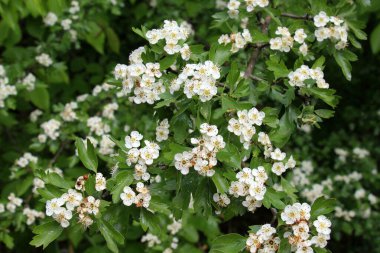 İlkbaharda doğada bir diken (Crataegus) filizlenir.
