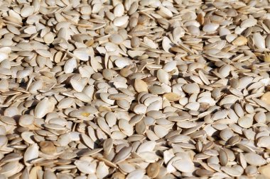 Kabak ve kabak meyvelerinden toplanmış tohumlar.