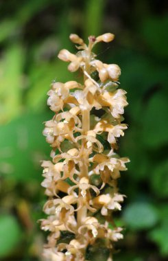 Vahşi doğada, nadir bulunan Kırmızı Kitap orkidesi Neottia nidus-avis ön kısımlarda yetişir.