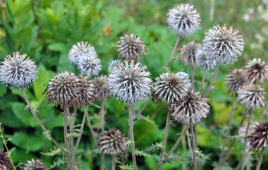 Vahşi doğada, bal bitkisi echinops sphaerocephalus çiçek açar.