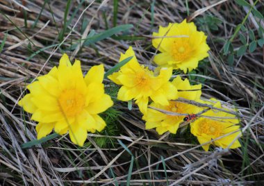 Adonis vernalis, dağlarda yetişir vahşi doğada.