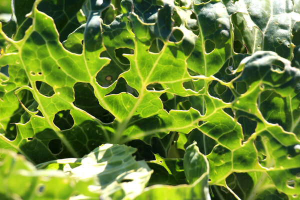 In the vegetable garden, cabbage leaves are damaged by slugs