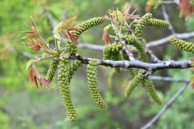 Ceviz ağacının dalında açan bahar çiçekleri.