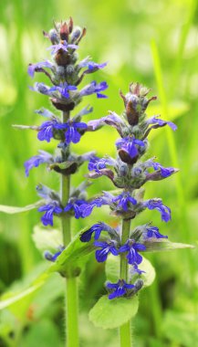 Ajuga sürüngenleri doğada büyür ve çiçek açar.