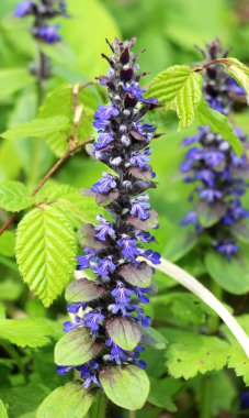 Ajuga sürüngenleri doğada büyür ve çiçek açar.