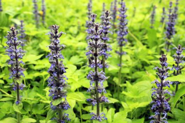 Ajuga sürüngenleri doğada büyür ve çiçek açar.
