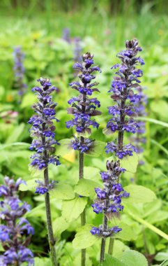 Ajuga sürüngenleri doğada büyür ve çiçek açar.