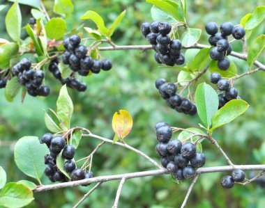 Olgun böğürtlenli siyah boğaz dalı (Aronia melanocarpa)