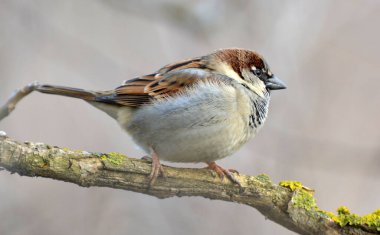 Serçeler (Yolcu) vahşi doğada bir dala oturmuş
