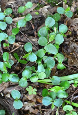 Hornbeam (Carpinus betulus), ormanda tohumdan filizlenen ağaç filizleri. 