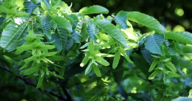Doğada, tohumlar bir boynuz demeti ağacının dalında olgunlaşır (Carpinus betulus)