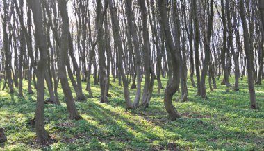 Hornbeam ağaçları ormanda yetişir. 