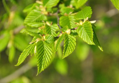 Hornbeam (Carpinus) ormanda yetişen genç yapraklı ağaç dalı