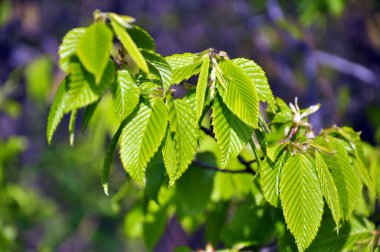 Hornbeam (Carpinus) ormanda yetişen genç yapraklı ağaç dalı