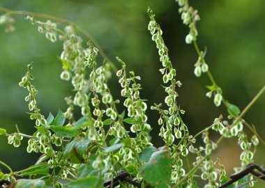 Yabani karabuğday (Fallopia dumetorum), yabani otlar gibi bükülür