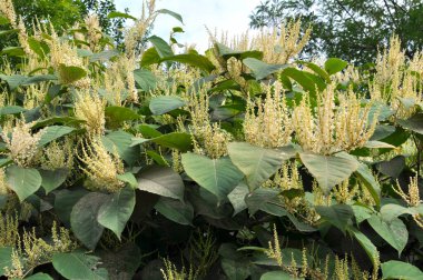 In summer, the perennial plant Reynoutria grows in nature