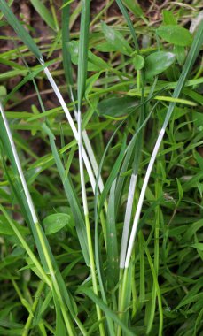 Clavicipitaceae ailesinin Epichlo mantarından etkilenmiş tahıl gevreği..