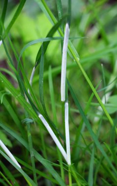 Clavicipitaceae ailesinin Epichlo mantarından etkilenmiş tahıl gevreği..