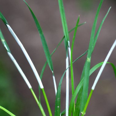 Clavicipitaceae ailesinin Epichlo mantarından etkilenmiş tahıl gevreği..