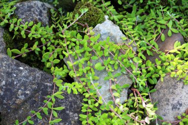 Yer örtüsü Sedum sarmentosum peyzaj tasarımında kullanılır.