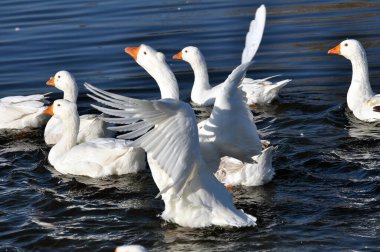 Evcil kaz sürüsü nehirde yıkanır.