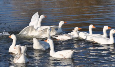 Evcil kaz sürüsü nehirde yıkanır.