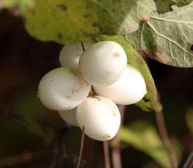 Doğada, zehirli meyveler karmersininde olgunlaşmıştır (senforicarpos albus)