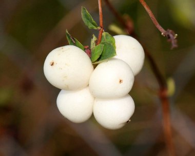 Doğada, zehirli meyveler karmersininde olgunlaşmıştır (senforicarpos albus)