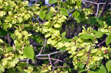 Bahar karaağacı (Ulmus) yapraklı ve çiçekli dal