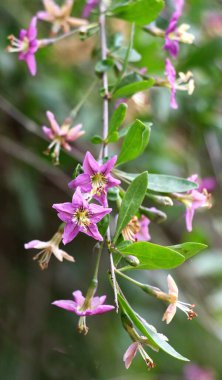 Vahşi doğada bir dal dalı açar Lycium barbarlığı
