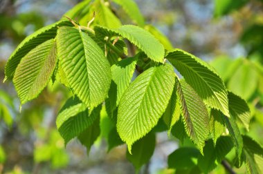 A branch of an elm tree (Ulmus) grows in the wild