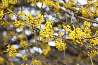 Bahar korneli gerçektir (Cornus mas) vahşi doğada çiçek açar 