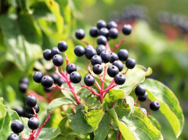 Mısırın mavi ve siyah meyveleri bir çalılığın dalında olgunlaşır..