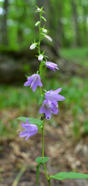 Çanlar (Campanula) yazın vahşi doğada açar