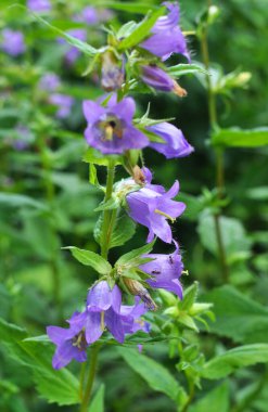 Vahşi doğada, çan çiçekleri (Campanula bononiensis) otların arasında açar.